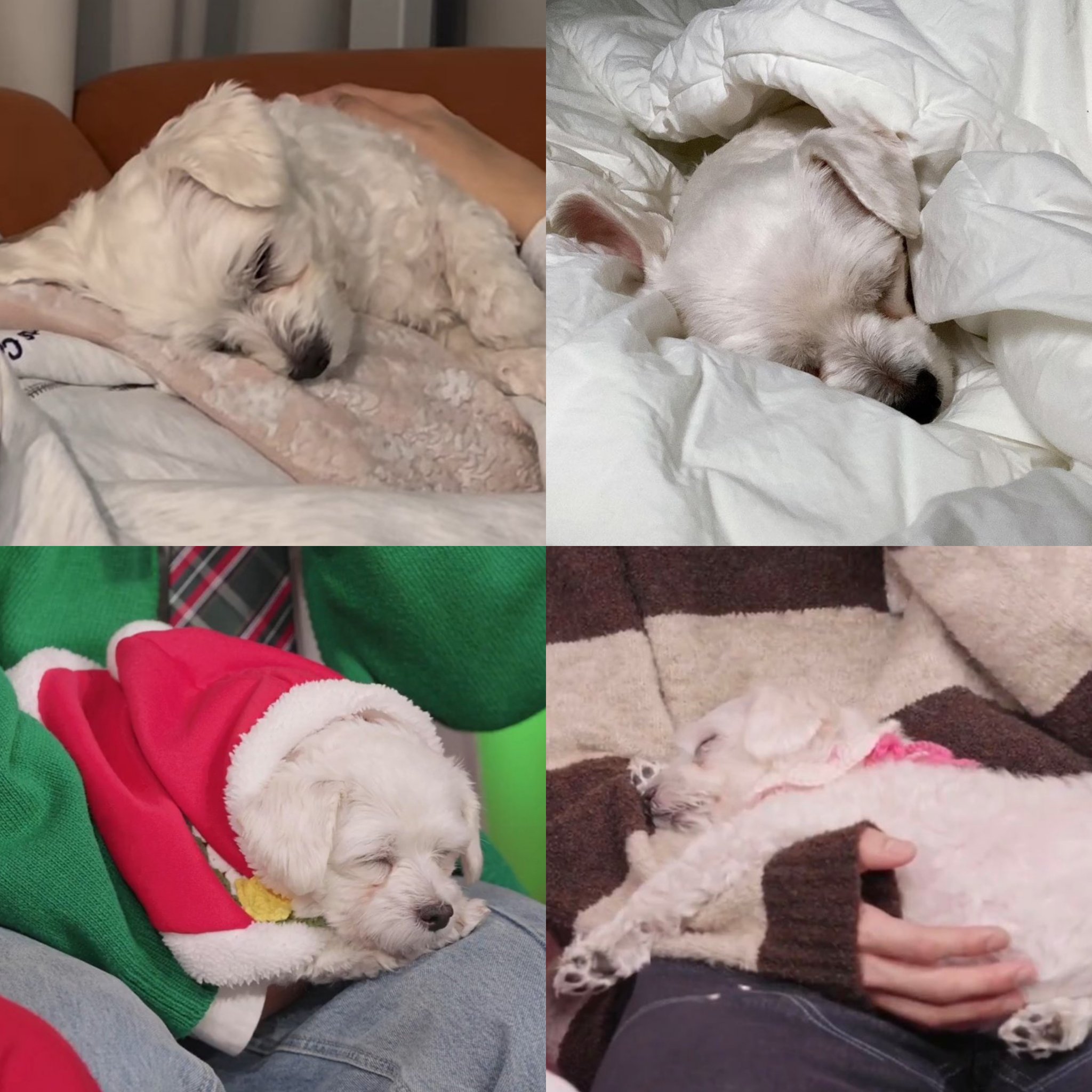 남자-아이돌-그룹이-유기견-보호소에서-7~8세-무렵-입양한-강아지-동댕글-근황-17-이미지