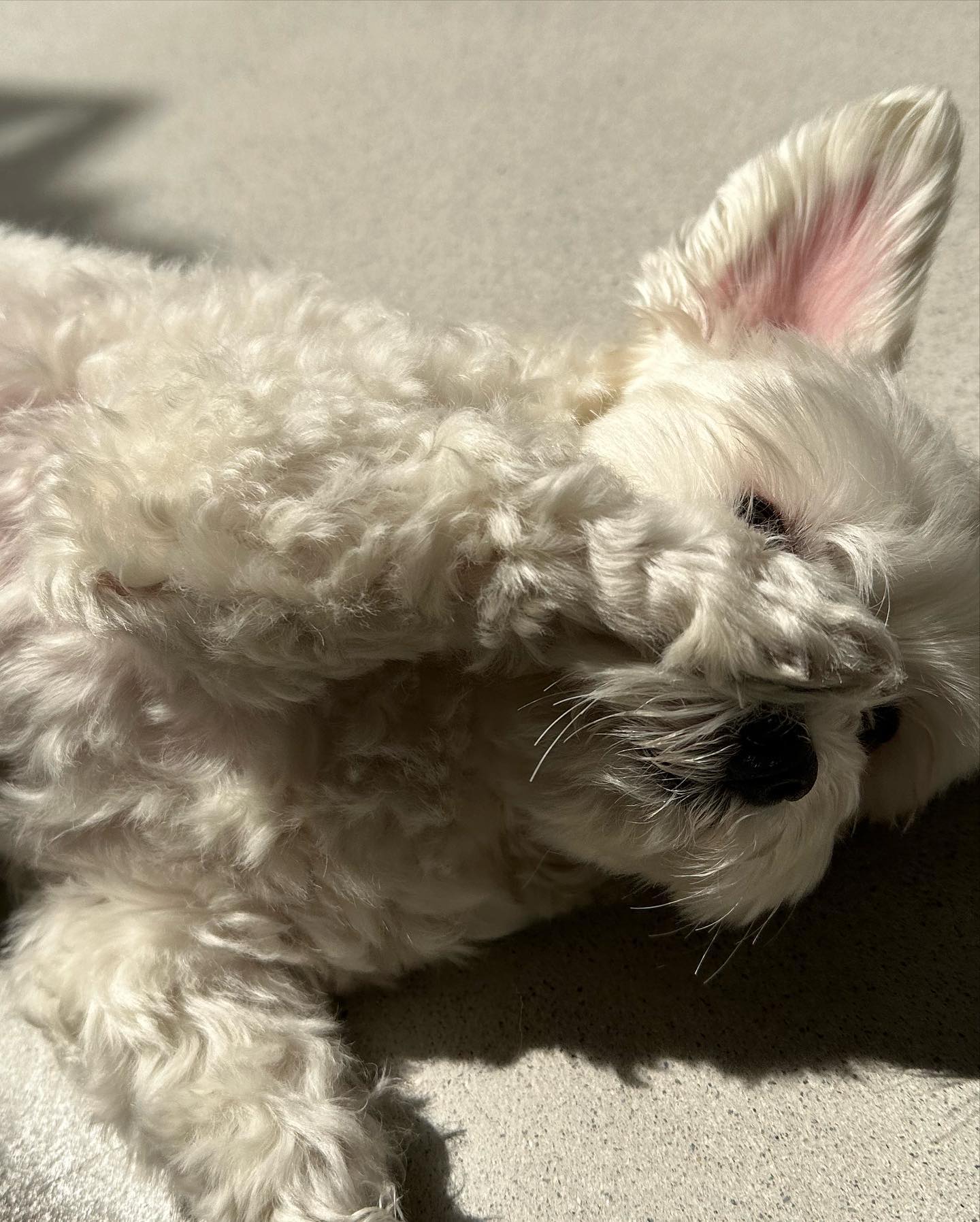 남자-아이돌-그룹이-유기견-보호소에서-7~8세-무렵-입양한-강아지-동댕글-근황-41-이미지