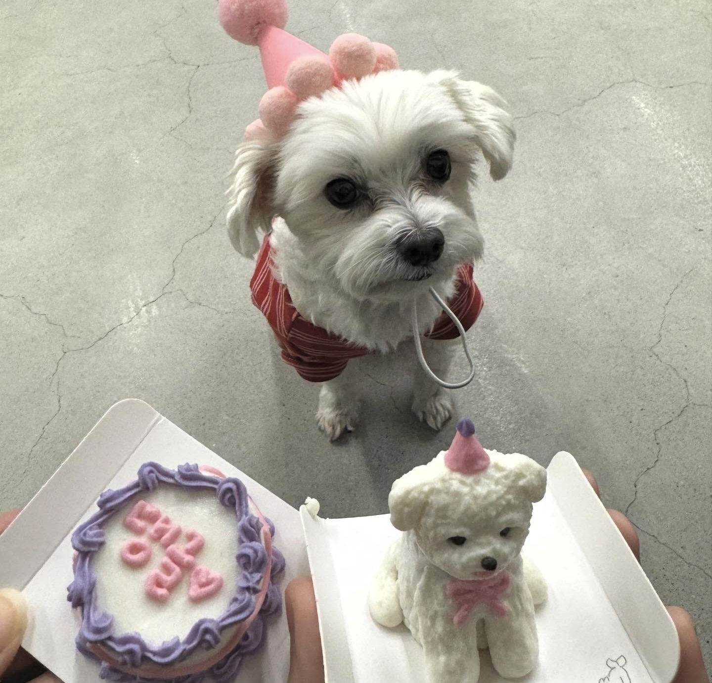 남자-아이돌-그룹이-유기견-보호소에서-7~8세-무렵-입양한-강아지-동댕글-근황-51-이미지