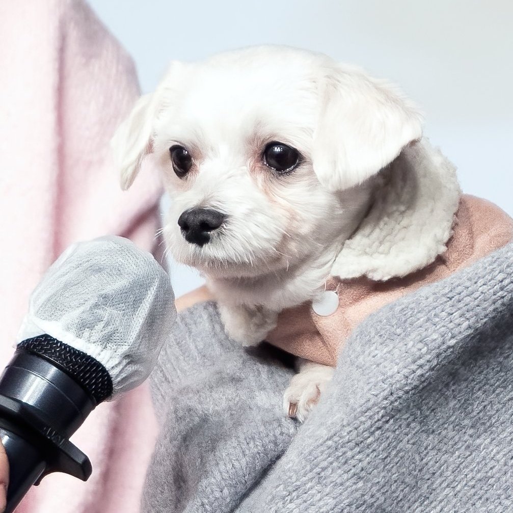 남자-아이돌-그룹이-유기견-보호소에서-7~8세-무렵-입양한-강아지-동댕글-근황-6-이미지