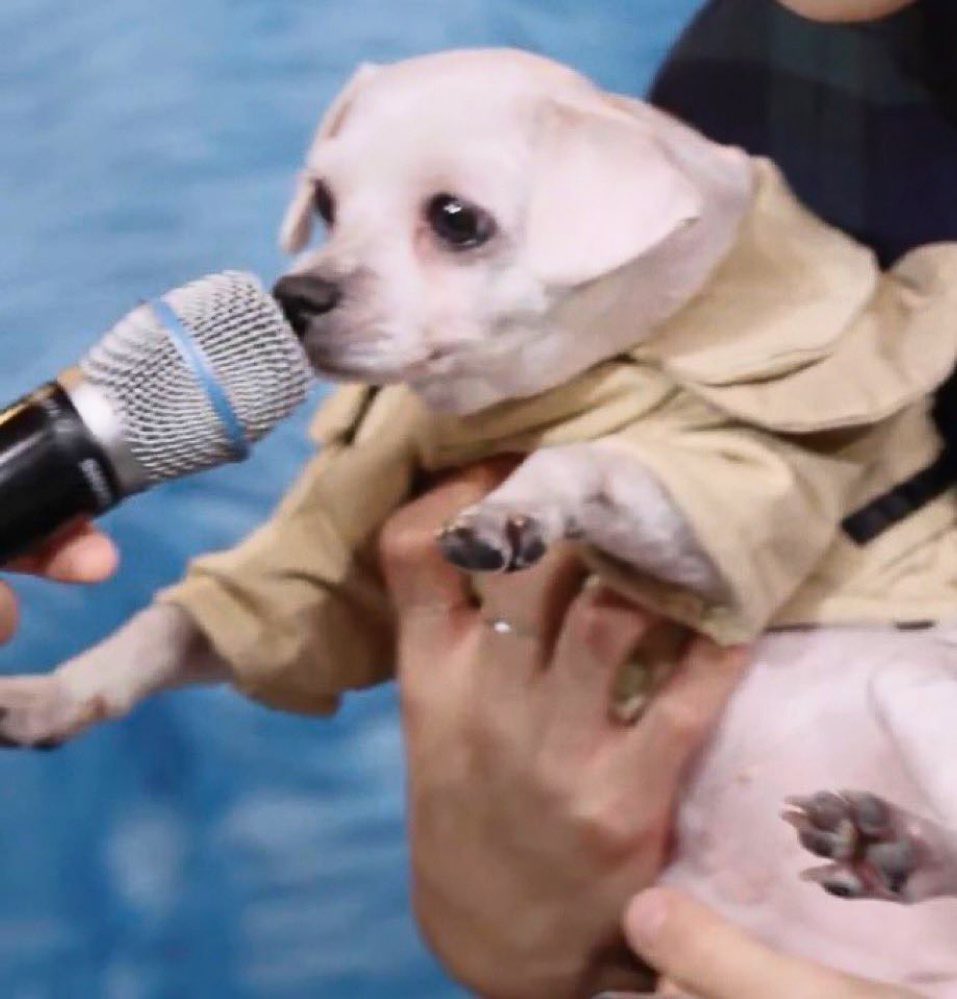 남자-아이돌-그룹이-유기견-보호소에서-7~8세-무렵-입양한-강아지-동댕글-근황-9-이미지