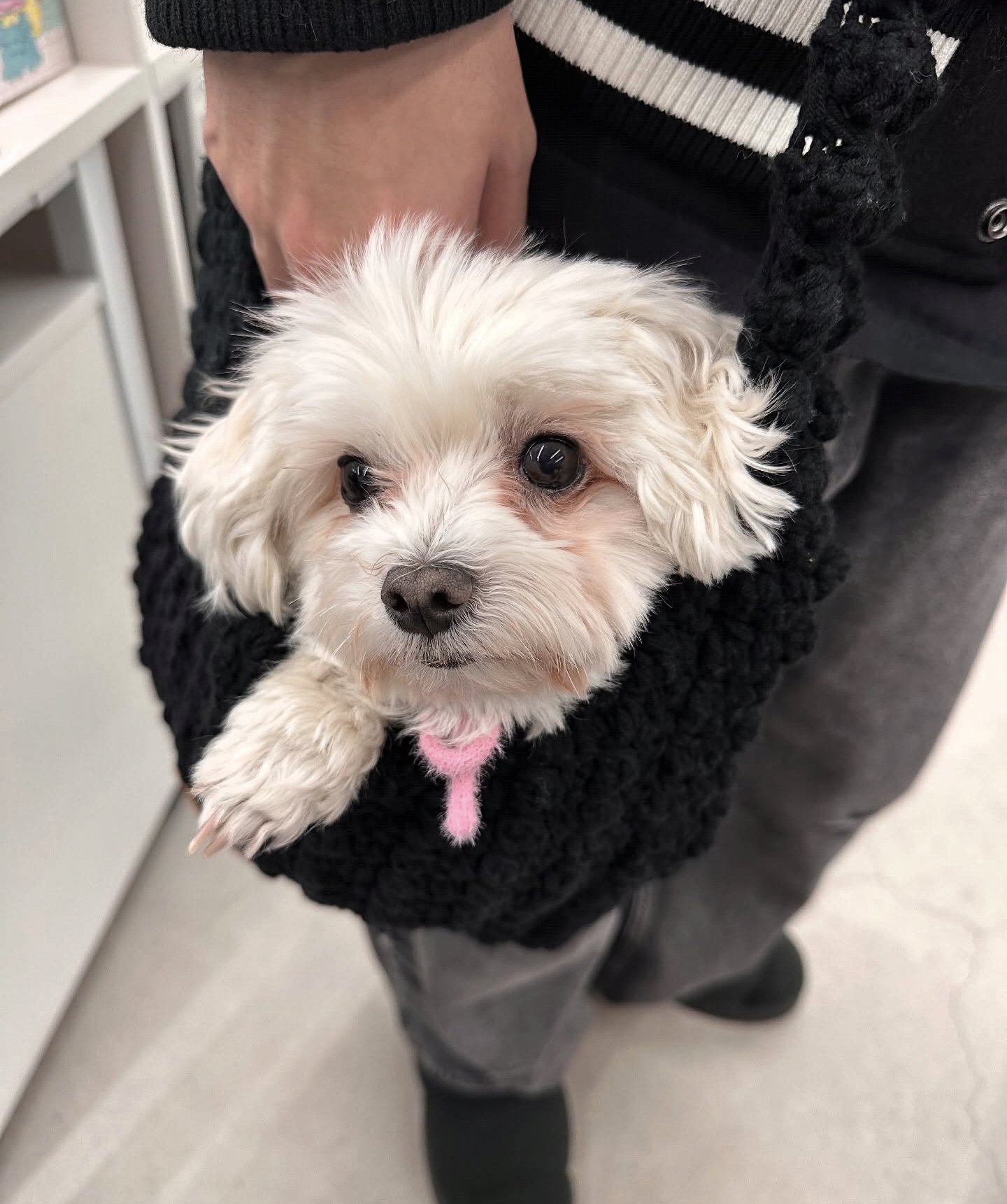 남자-아이돌-그룹이-유기견-보호소에서-7~8세-무렵-입양한-강아지-동댕글-근황-47-이미지