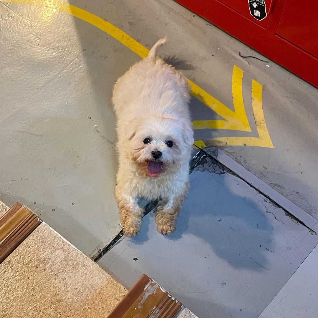 남자-아이돌-그룹이-유기견-보호소에서-7~8세-무렵-입양한-강아지-동댕글-근황-2-이미지