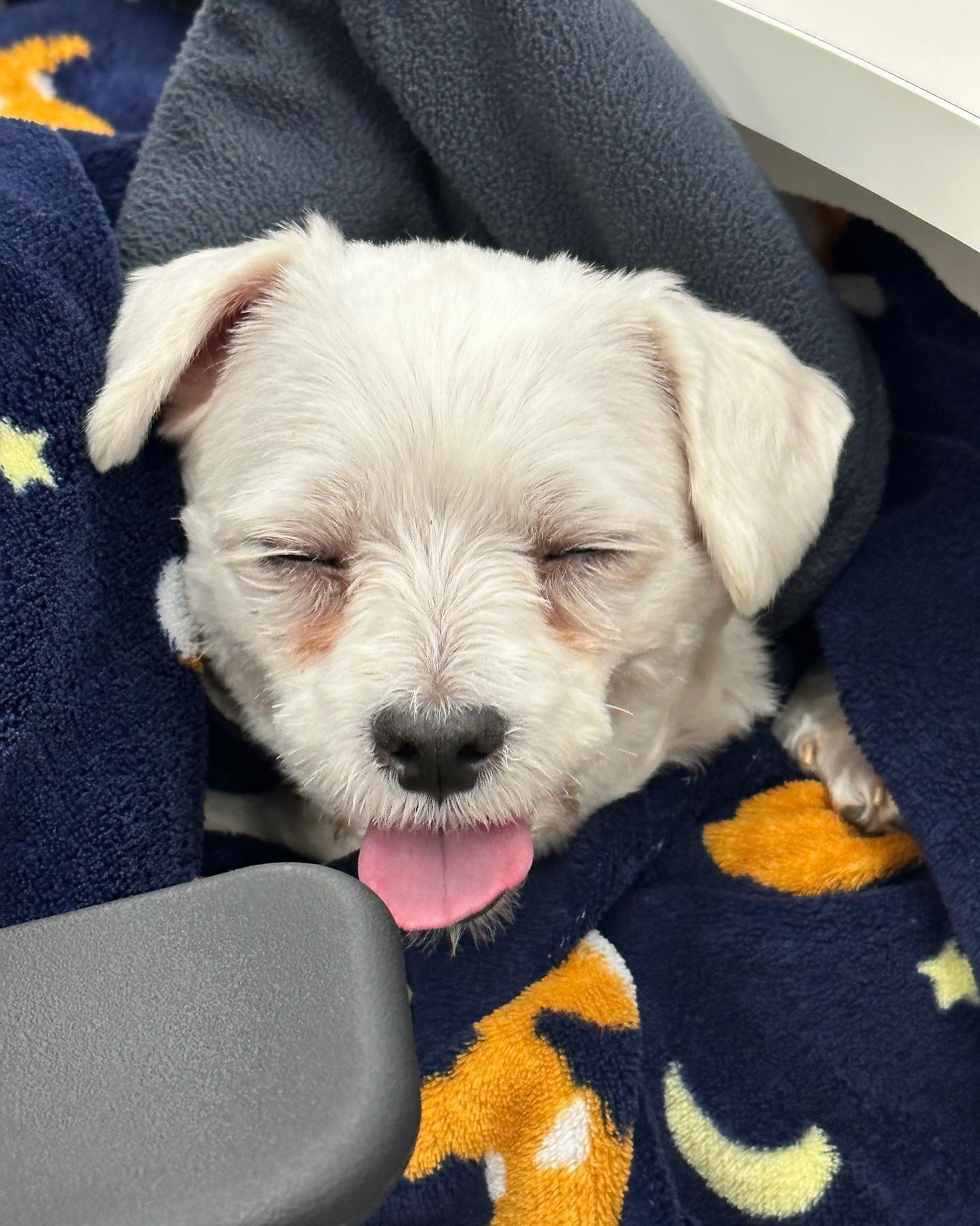 남자-아이돌-그룹이-유기견-보호소에서-7~8세-무렵-입양한-강아지-동댕글-근황-8-이미지