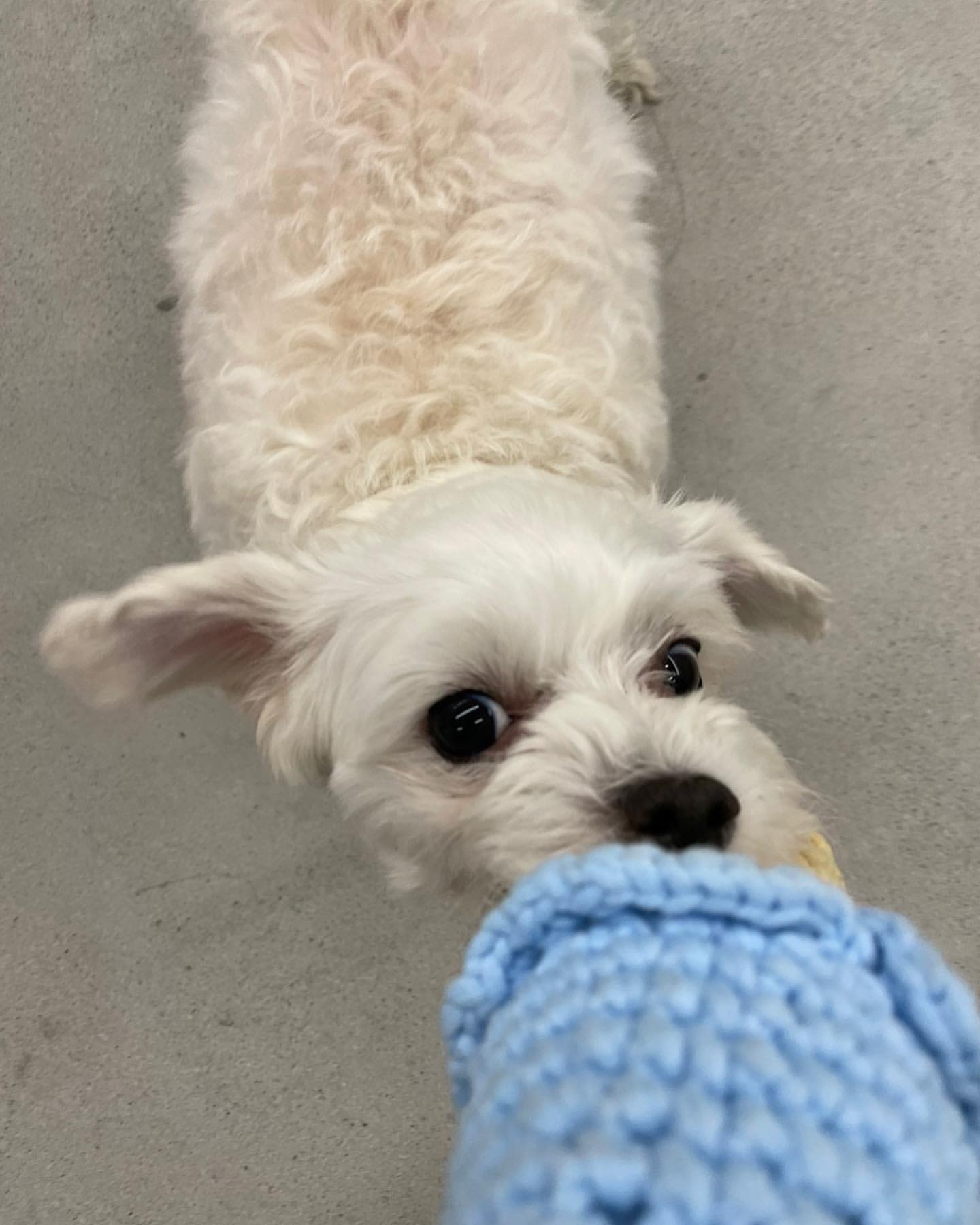 남자-아이돌-그룹이-유기견-보호소에서-7~8세-무렵-입양한-강아지-동댕글-근황-19-이미지