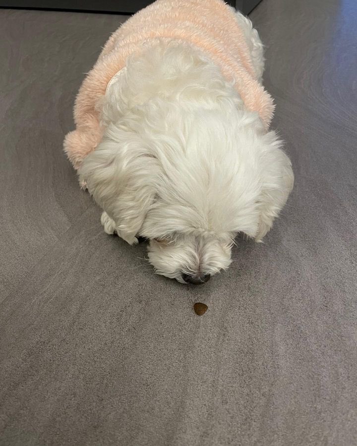 남자-아이돌-그룹이-유기견-보호소에서-7~8세-무렵-입양한-강아지-동댕글-근황-26-이미지