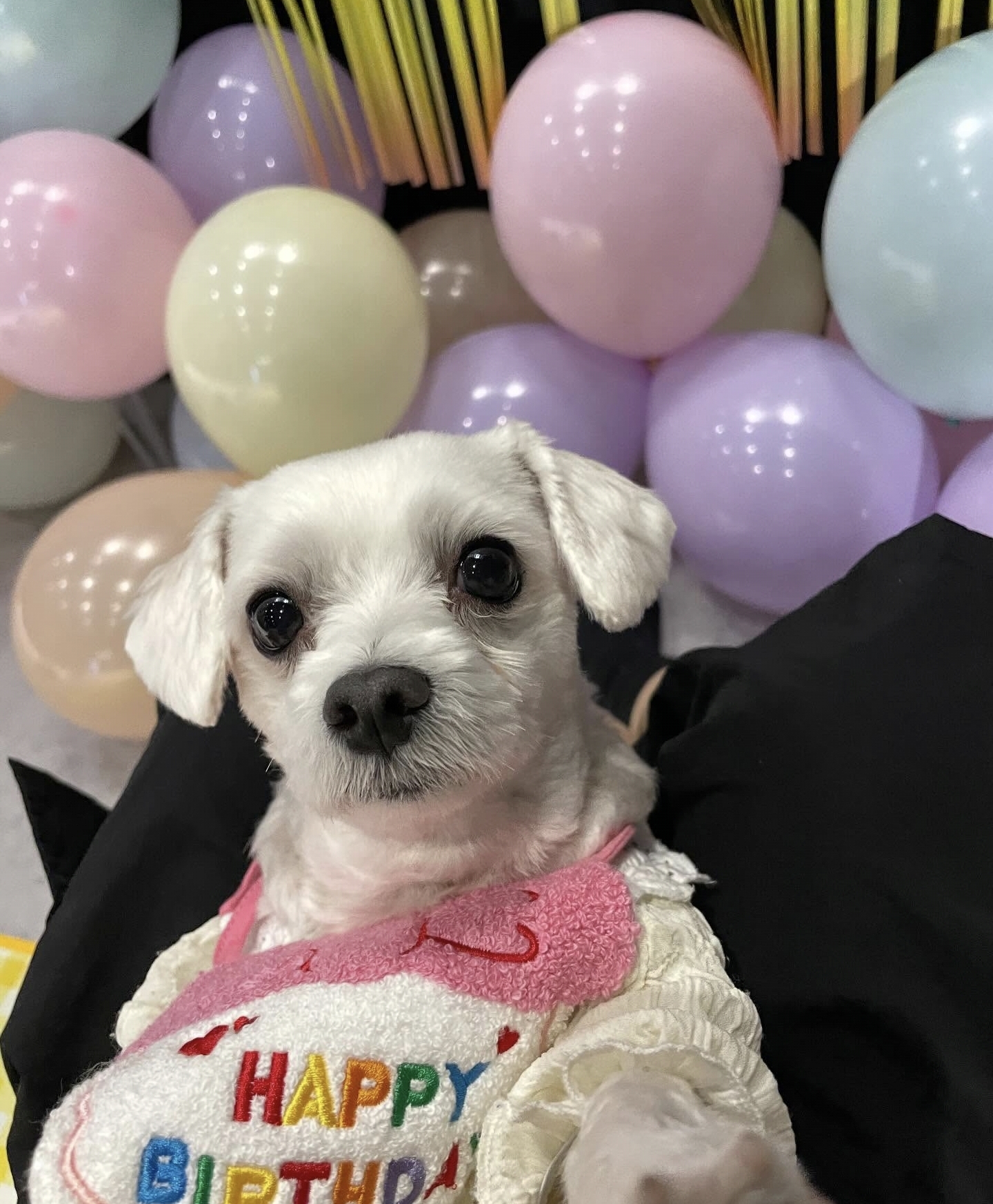 남자-아이돌-그룹이-유기견-보호소에서-7~8세-무렵-입양한-강아지-동댕글-근황-42-이미지