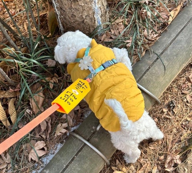 남자-아이돌-그룹이-유기견-보호소에서-7~8세-무렵-입양한-강아지-동댕글-근황-15-이미지