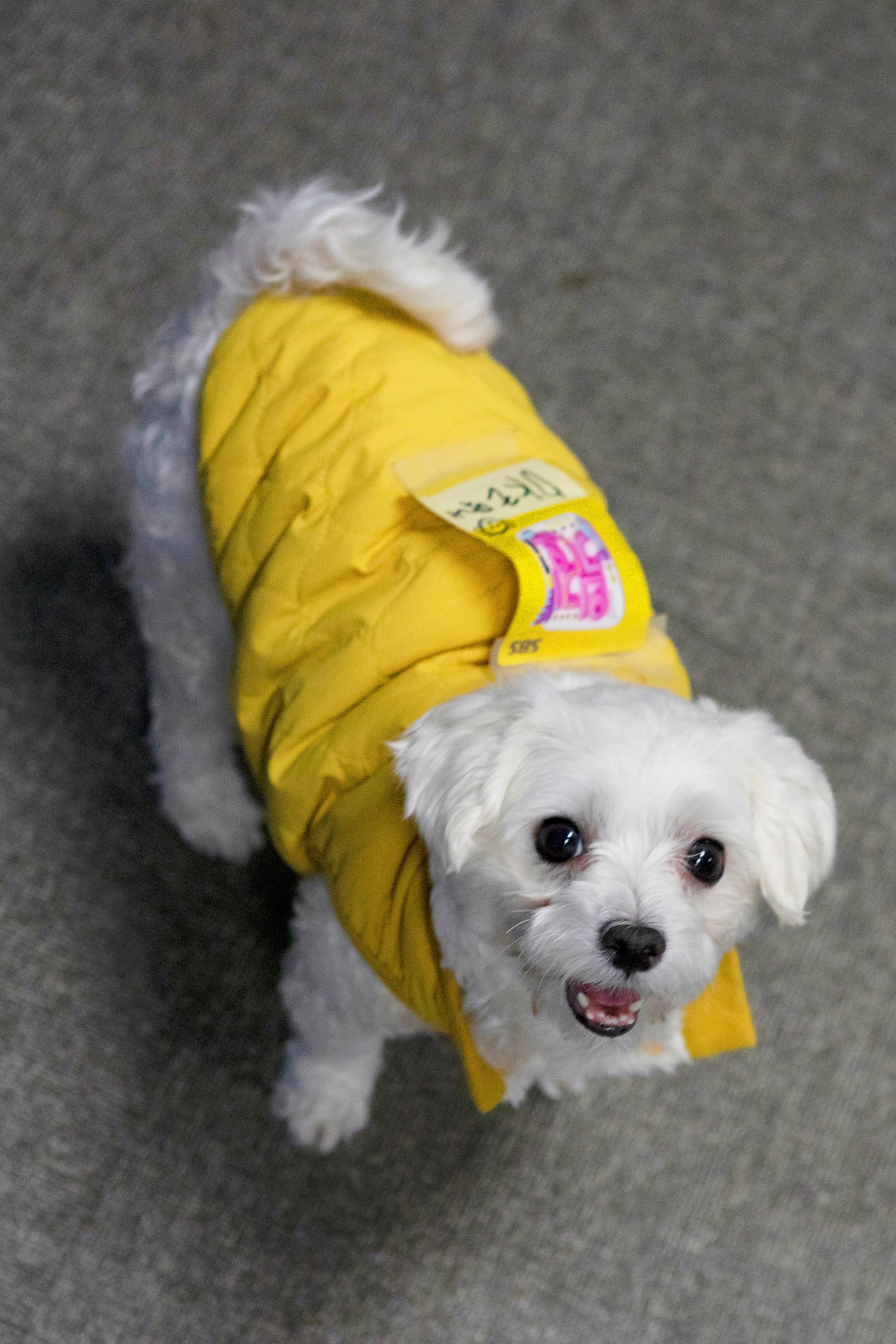 남자-아이돌-그룹이-유기견-보호소에서-7~8세-무렵-입양한-강아지-동댕글-근황-27-이미지