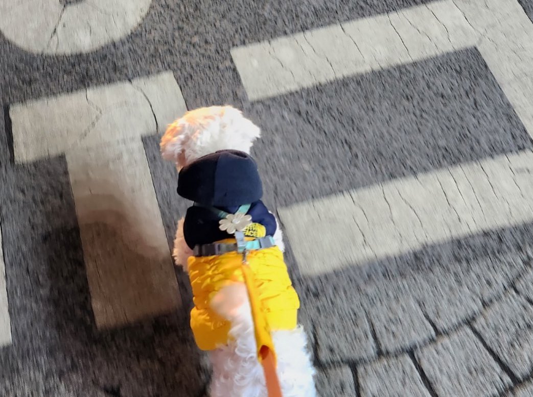 남자-아이돌-그룹이-유기견-보호소에서-7~8세-무렵-입양한-강아지-동댕글-근황-23-이미지