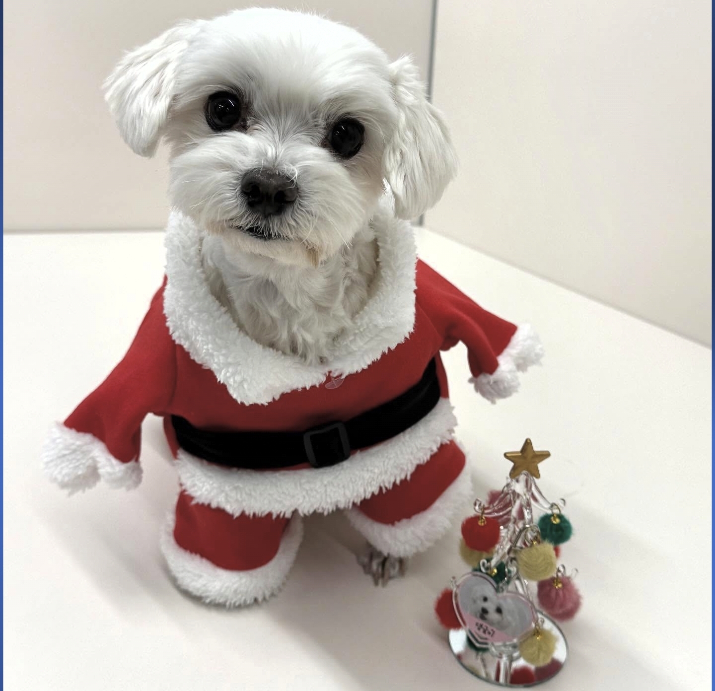 남자-아이돌-그룹이-유기견-보호소에서-7~8세-무렵-입양한-강아지-동댕글-근황-53-이미지