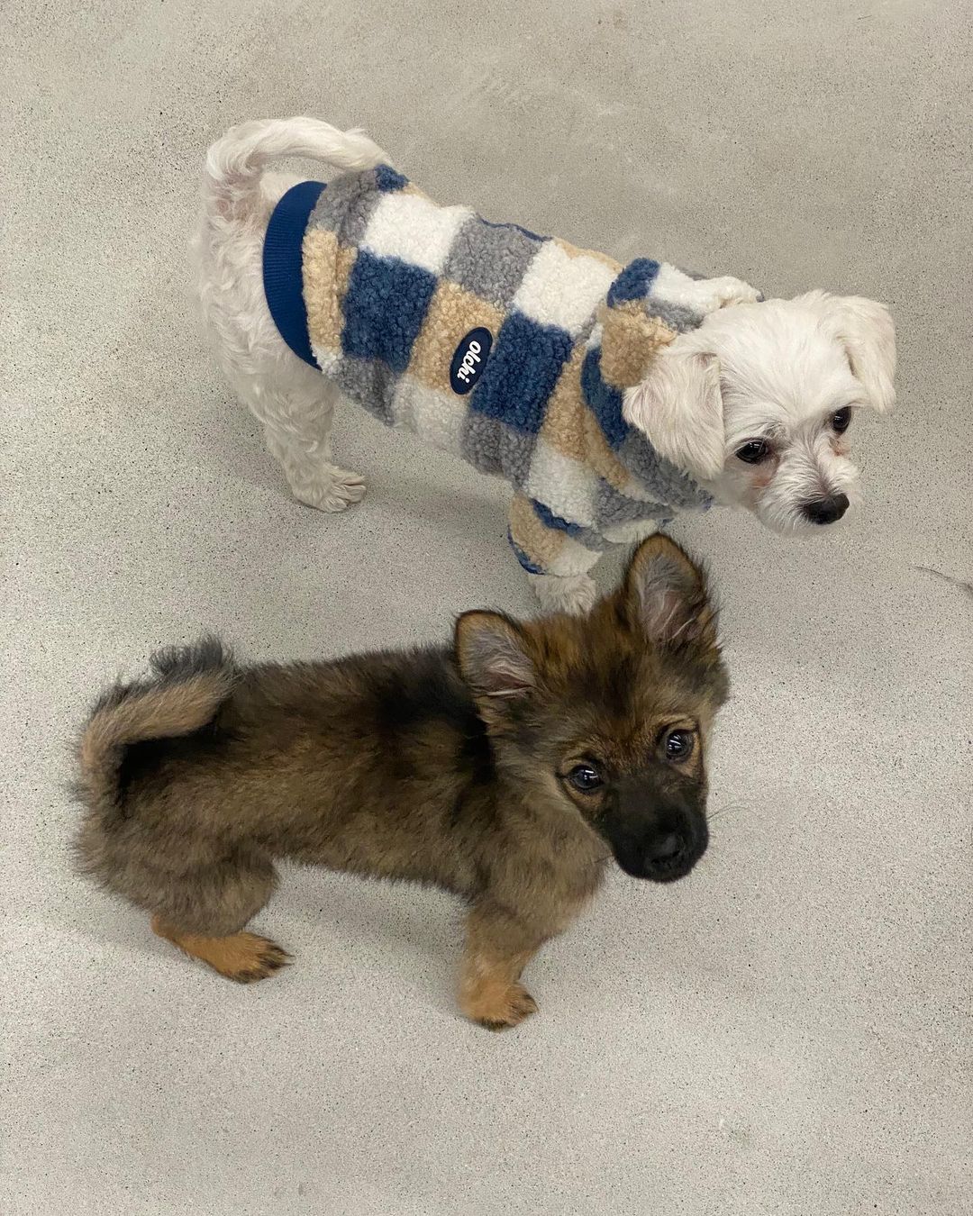 남자-아이돌-그룹이-유기견-보호소에서-7~8세-무렵-입양한-강아지-동댕글-근황-12-이미지