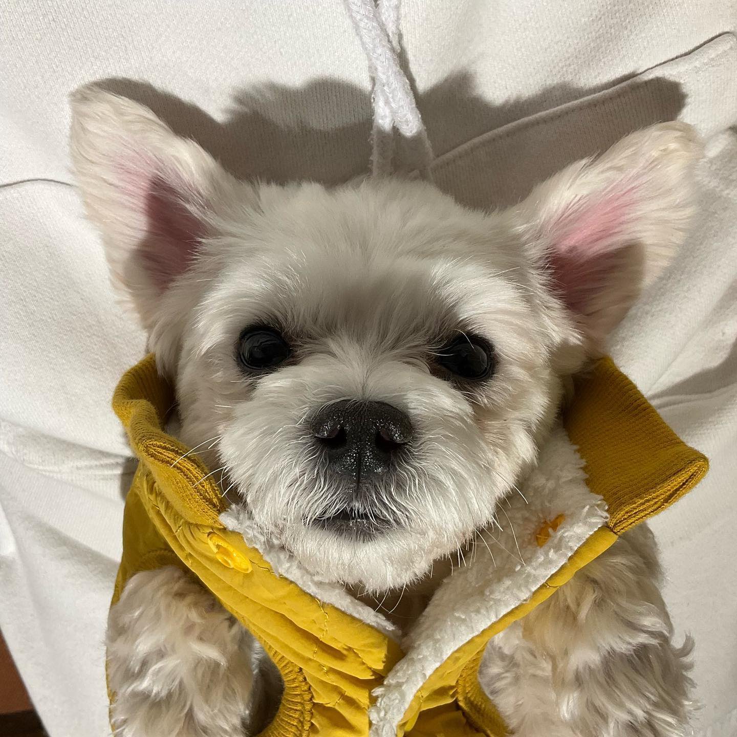 남자-아이돌-그룹이-유기견-보호소에서-7~8세-무렵-입양한-강아지-동댕글-근황-13-이미지