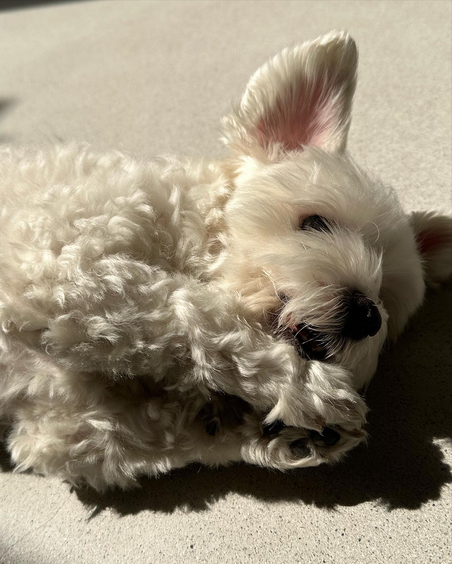 남자-아이돌-그룹이-유기견-보호소에서-7~8세-무렵-입양한-강아지-동댕글-근황-40-이미지