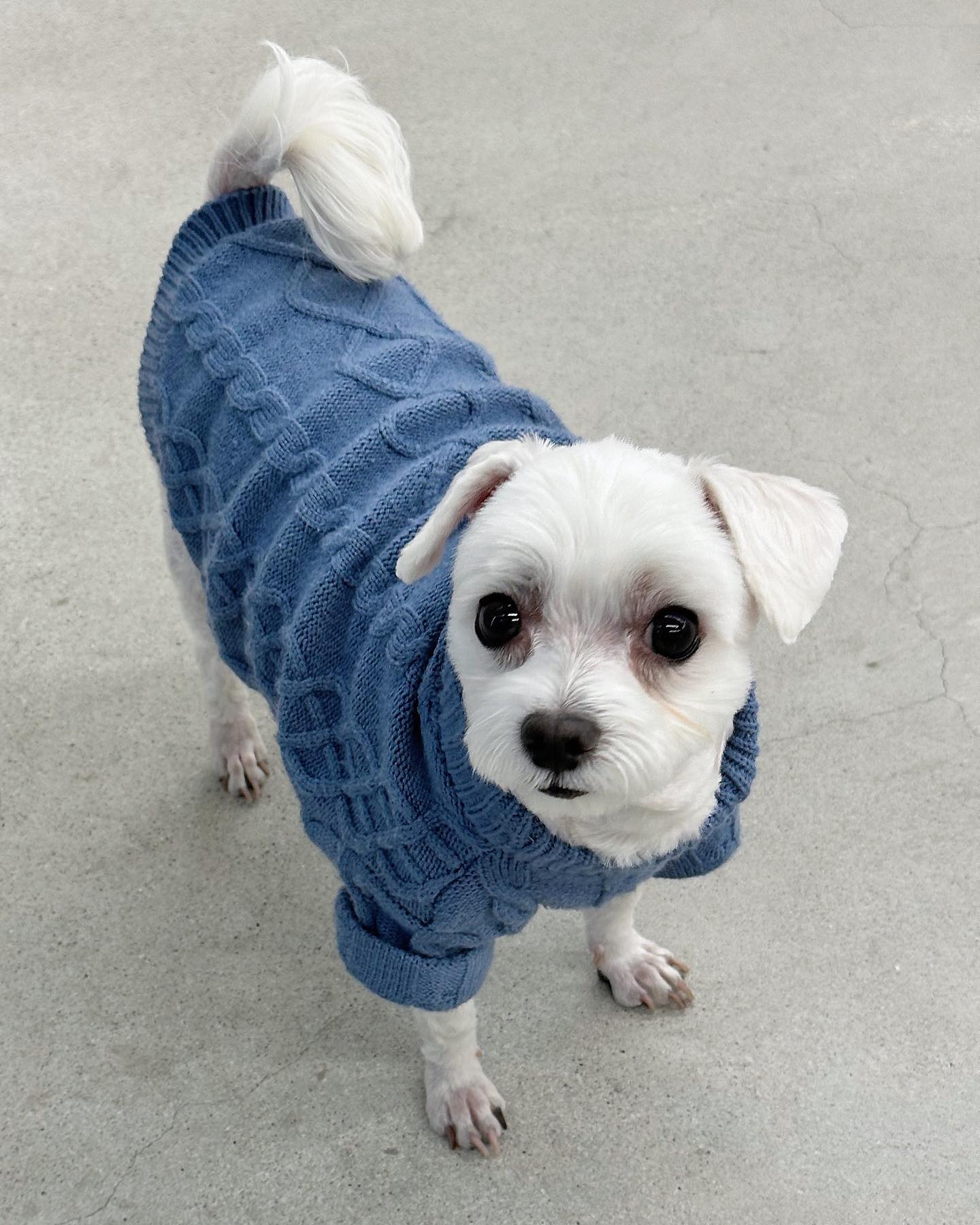 남자-아이돌-그룹이-유기견-보호소에서-7~8세-무렵-입양한-강아지-동댕글-근황-38-이미지