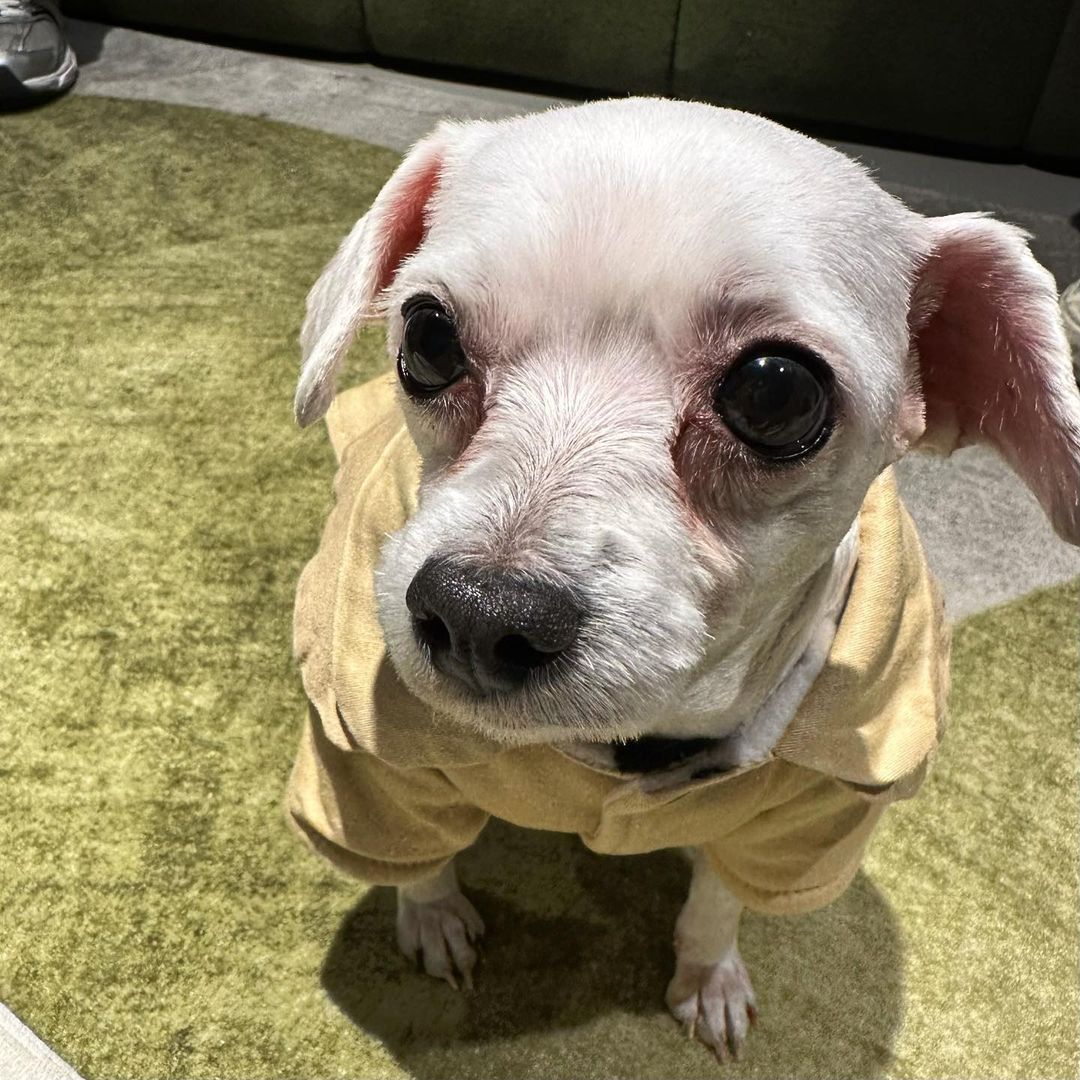 남자-아이돌-그룹이-유기견-보호소에서-7~8세-무렵-입양한-강아지-동댕글-근황-10-이미지