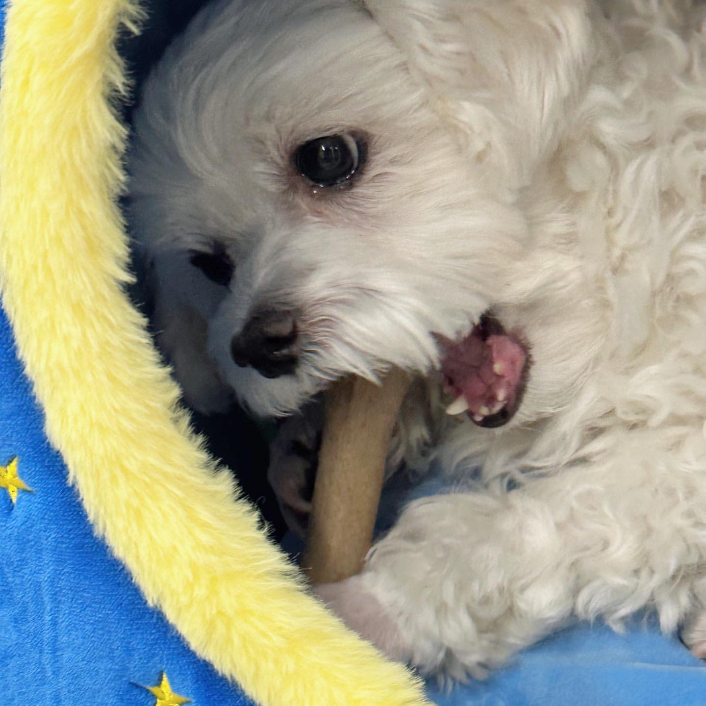 남자-아이돌-그룹이-유기견-보호소에서-7~8세-무렵-입양한-강아지-동댕글-근황-34-이미지