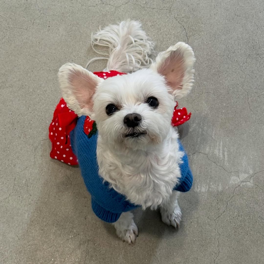 남자-아이돌-그룹이-유기견-보호소에서-7~8세-무렵-입양한-강아지-동댕글-근황-57-이미지