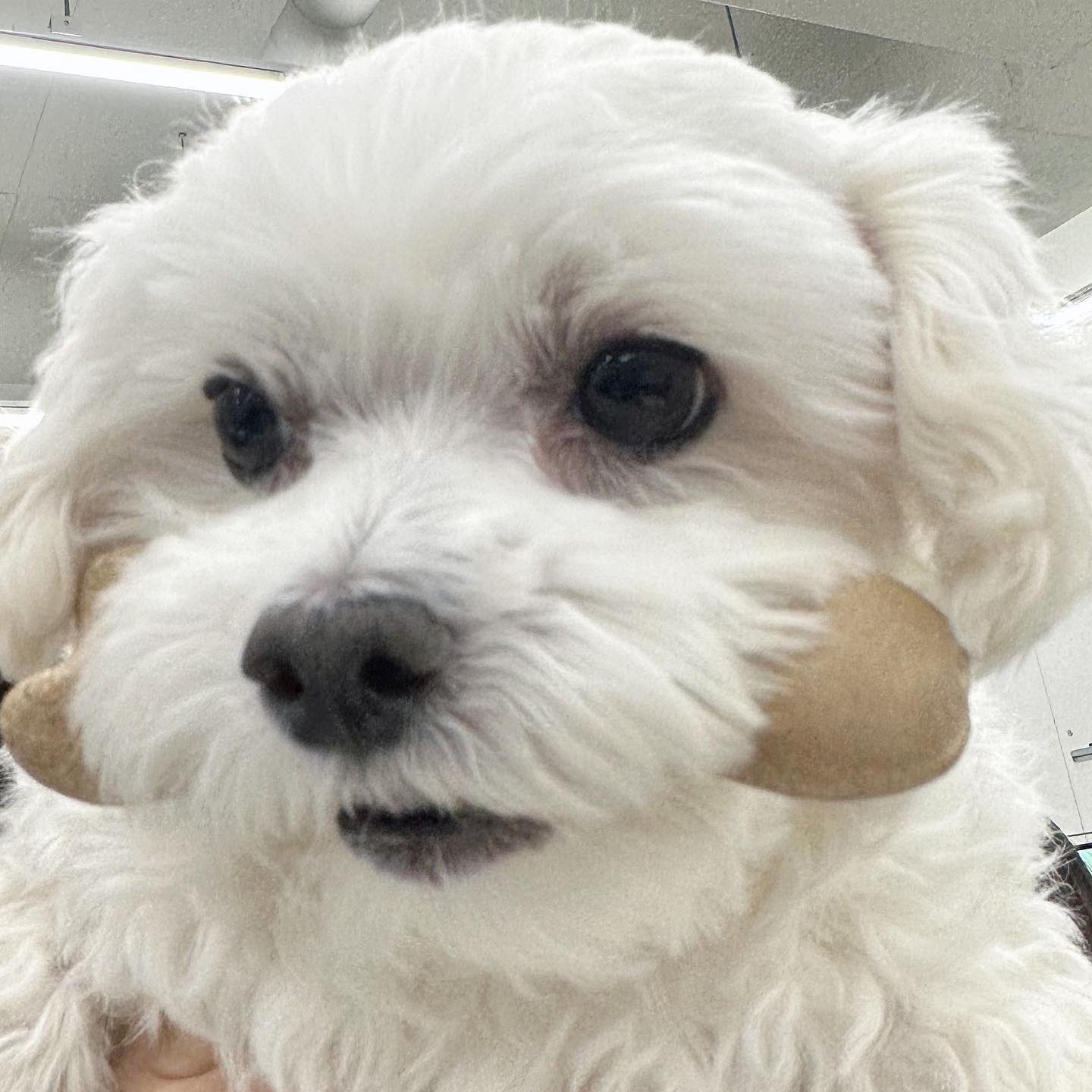 남자-아이돌-그룹이-유기견-보호소에서-7~8세-무렵-입양한-강아지-동댕글-근황-31-이미지