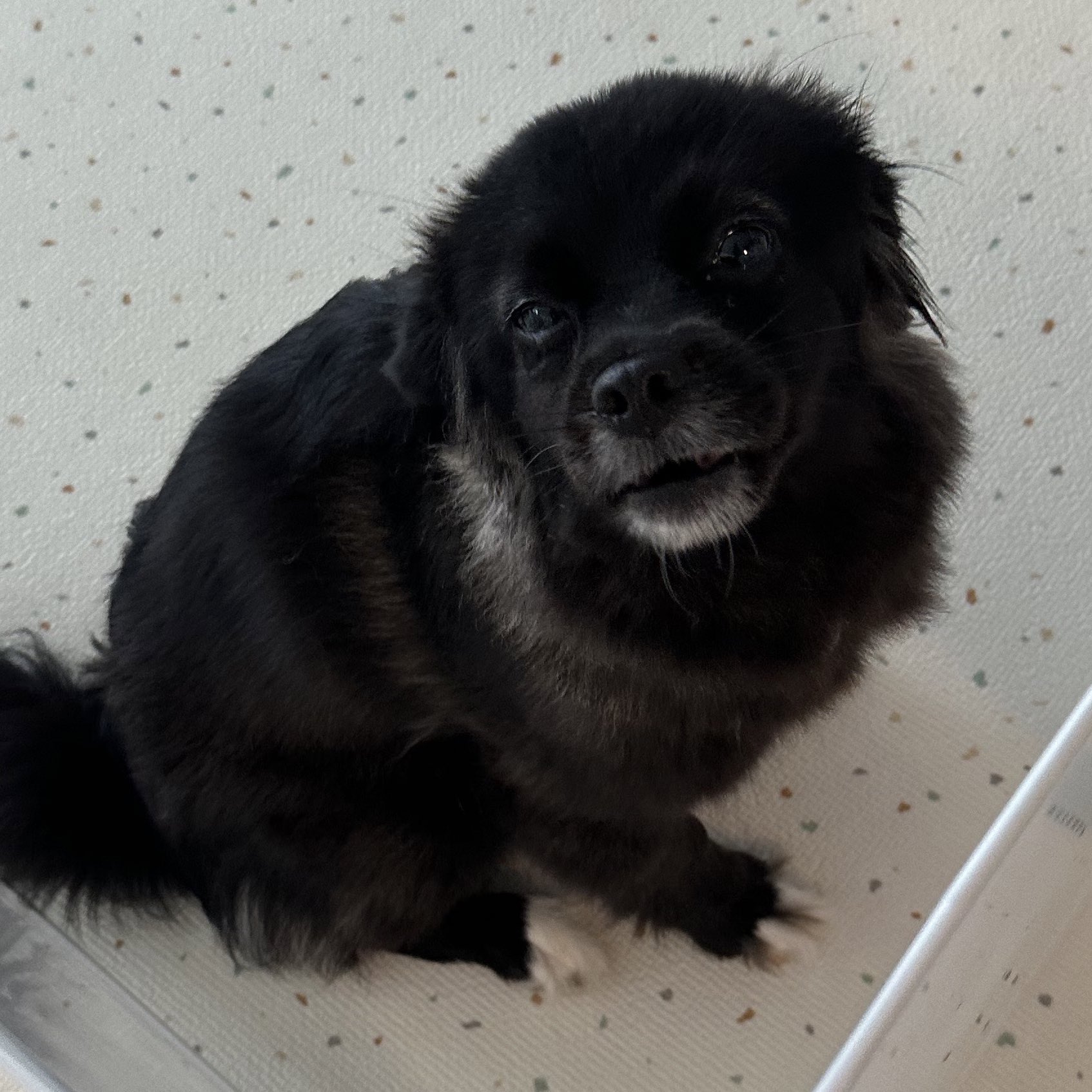 유치원에서-공포체험-햤을때ㅤㅤ결국-울어버림.twt-2-이미지