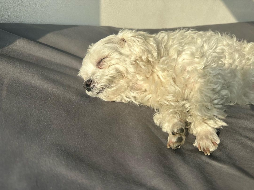 남자-아이돌-그룹이-유기견-보호소에서-7~8세-무렵-입양한-강아지-동댕글-근황-36-이미지