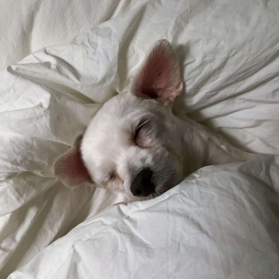 남자-아이돌-그룹이-유기견-보호소에서-7~8세-무렵-입양한-강아지-동댕글-근황-5-이미지