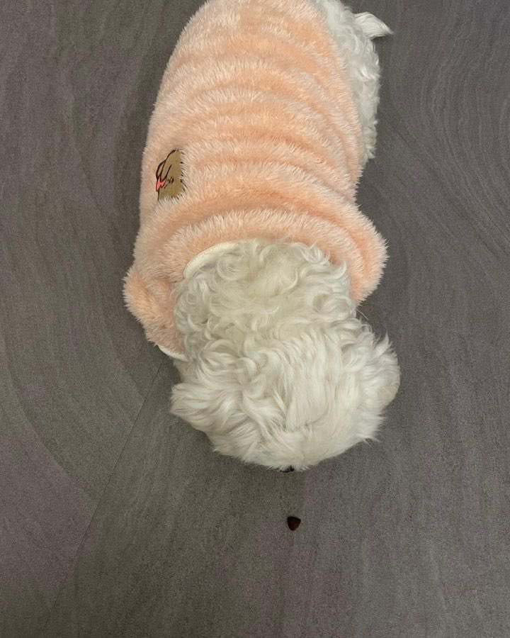 남자-아이돌-그룹이-유기견-보호소에서-7~8세-무렵-입양한-강아지-동댕글-근황-25-이미지