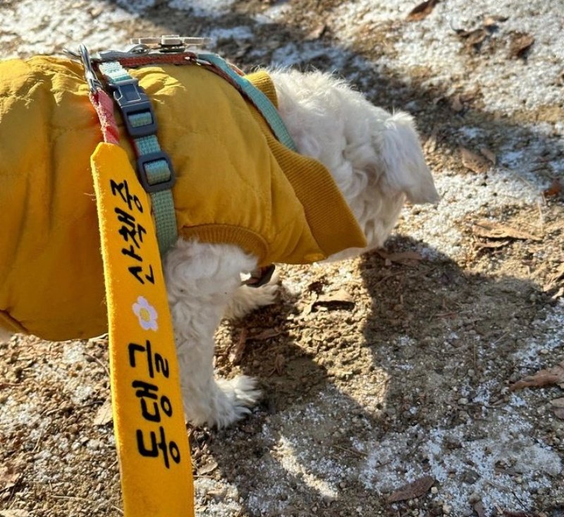 남자-아이돌-그룹이-유기견-보호소에서-7~8세-무렵-입양한-강아지-동댕글-근황-16-이미지