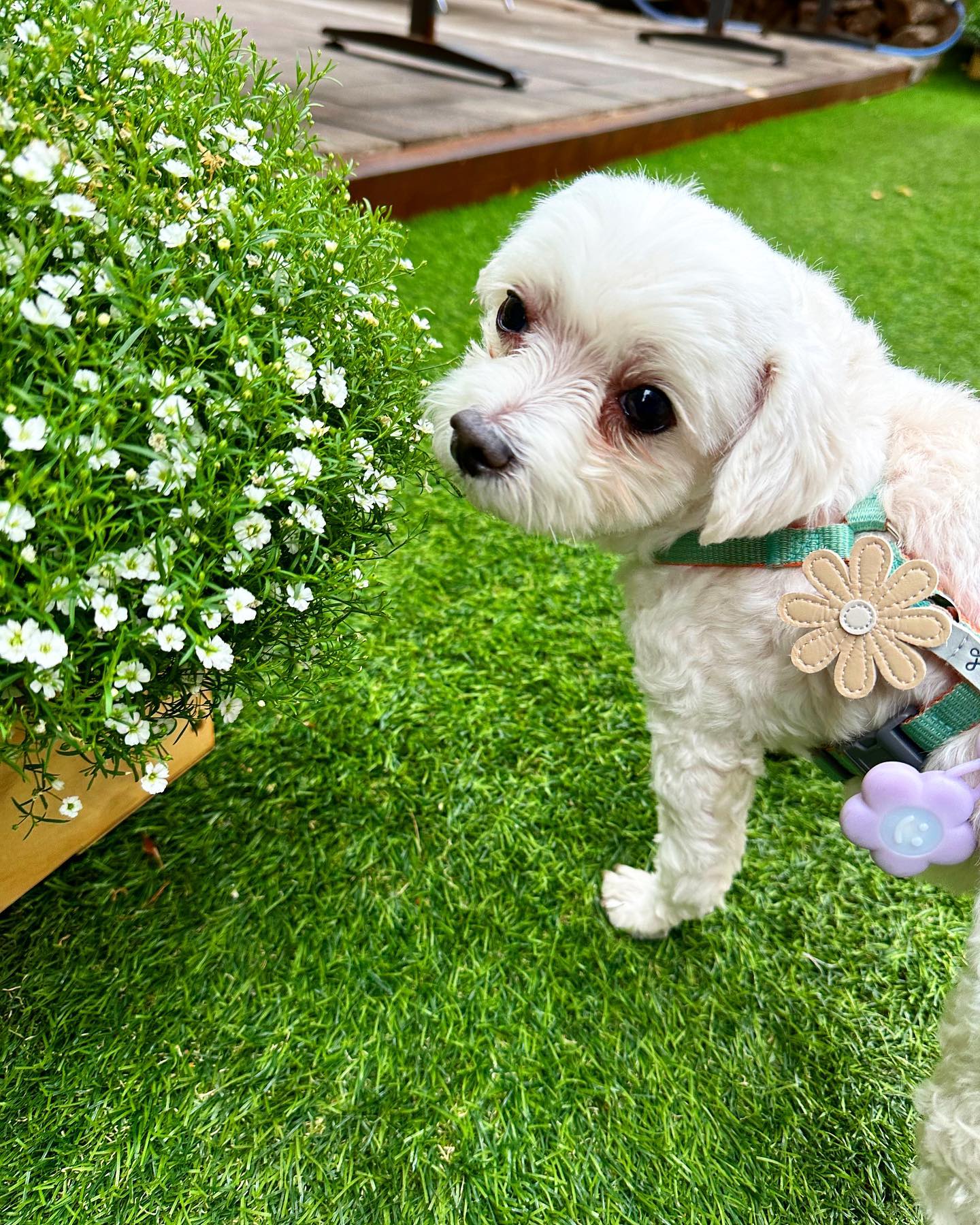 남자-아이돌-그룹이-유기견-보호소에서-7~8세-무렵-입양한-강아지-동댕글-근황-39-이미지