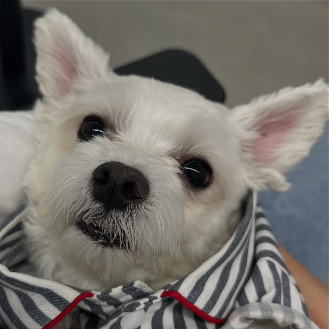 남자-아이돌-그룹이-유기견-보호소에서-7~8세-무렵-입양한-강아지-동댕글-근황-59-이미지