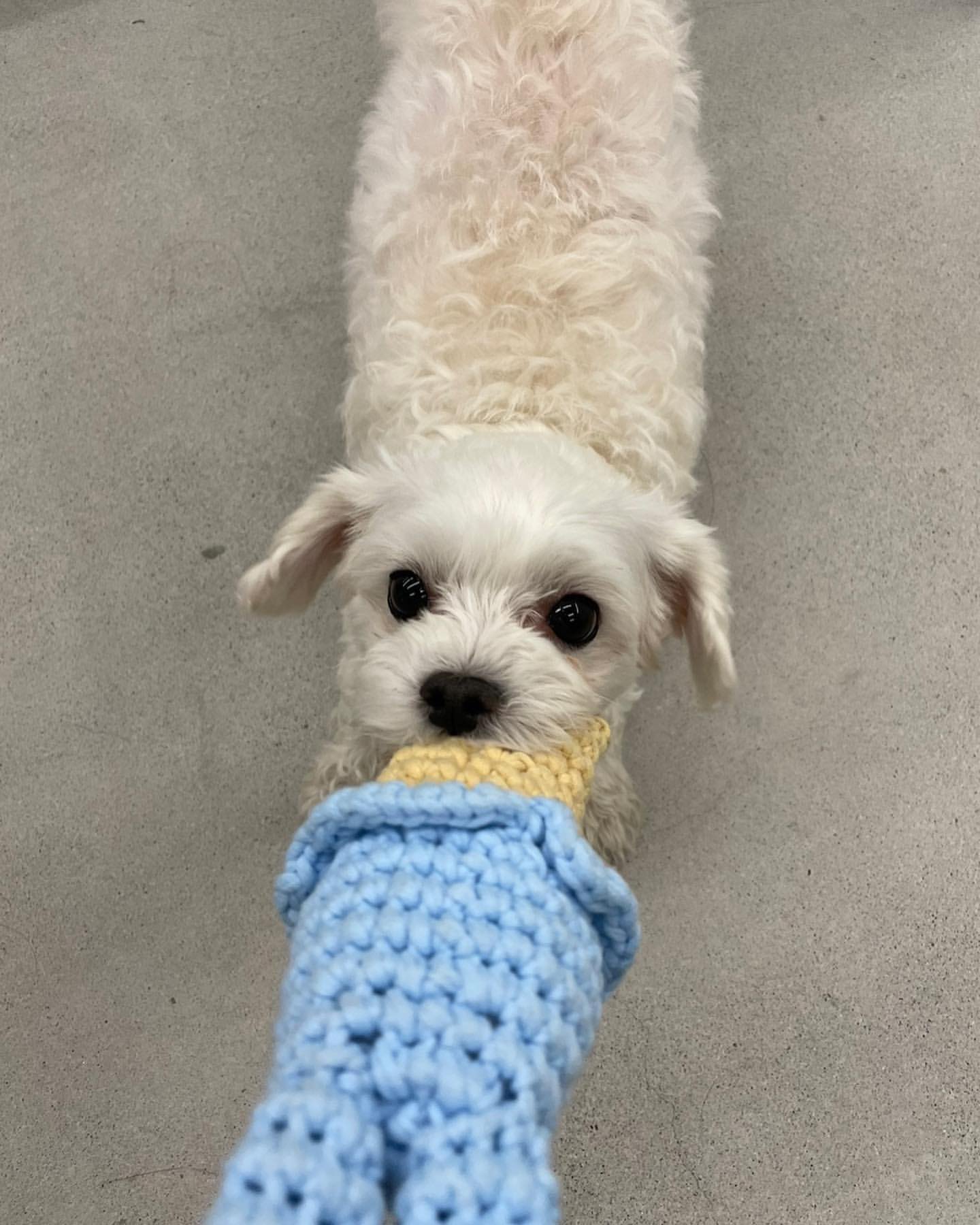 남자-아이돌-그룹이-유기견-보호소에서-7~8세-무렵-입양한-강아지-동댕글-근황-18-이미지