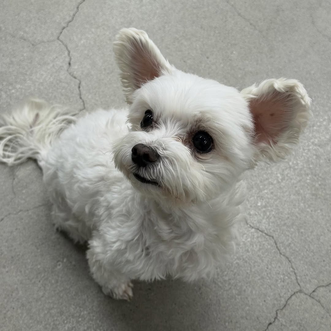 남자-아이돌-그룹이-유기견-보호소에서-7~8세-무렵-입양한-강아지-동댕글-근황-56-이미지