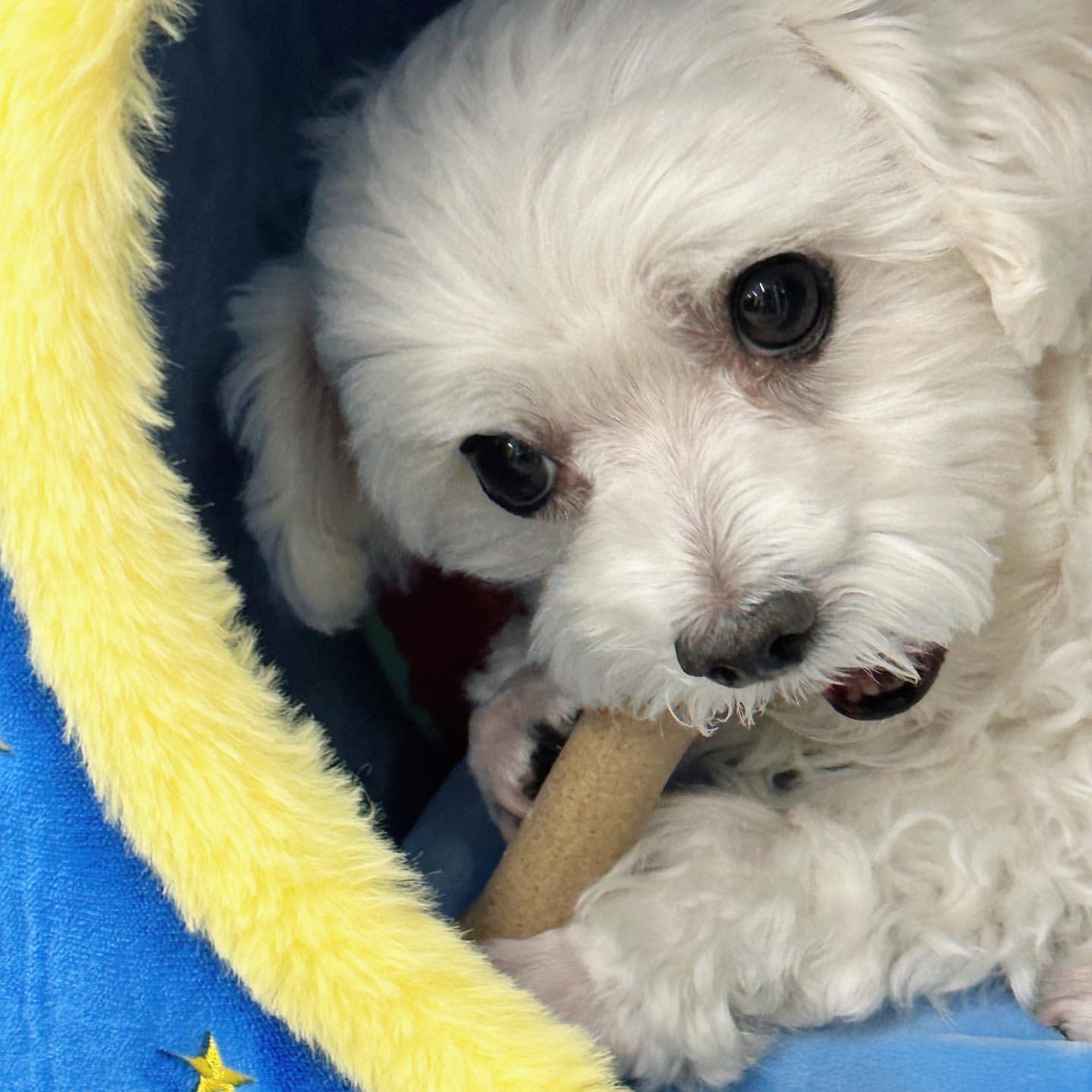 남자-아이돌-그룹이-유기견-보호소에서-7~8세-무렵-입양한-강아지-동댕글-근황-33-이미지