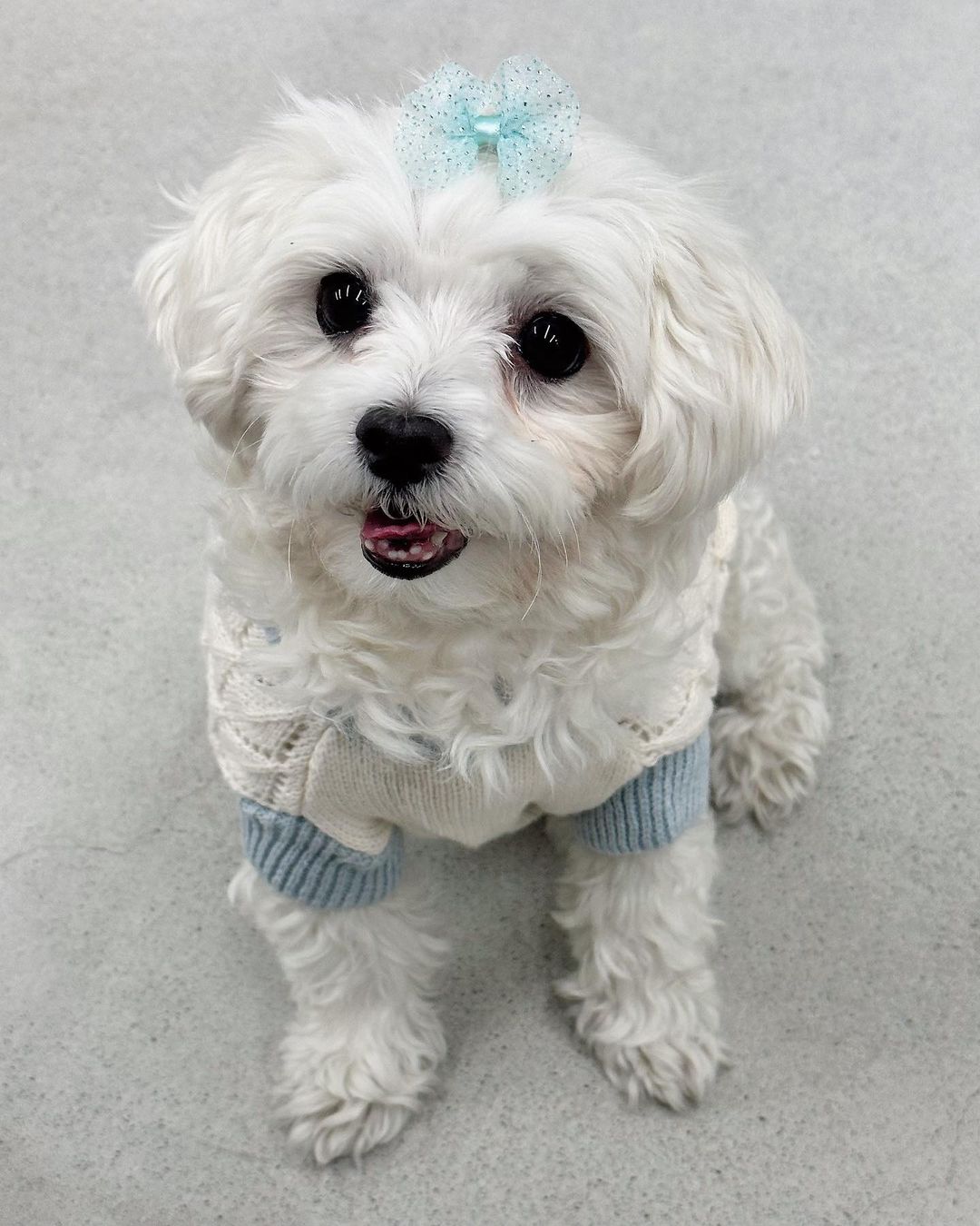 남자-아이돌-그룹이-유기견-보호소에서-7~8세-무렵-입양한-강아지-동댕글-근황-29-이미지