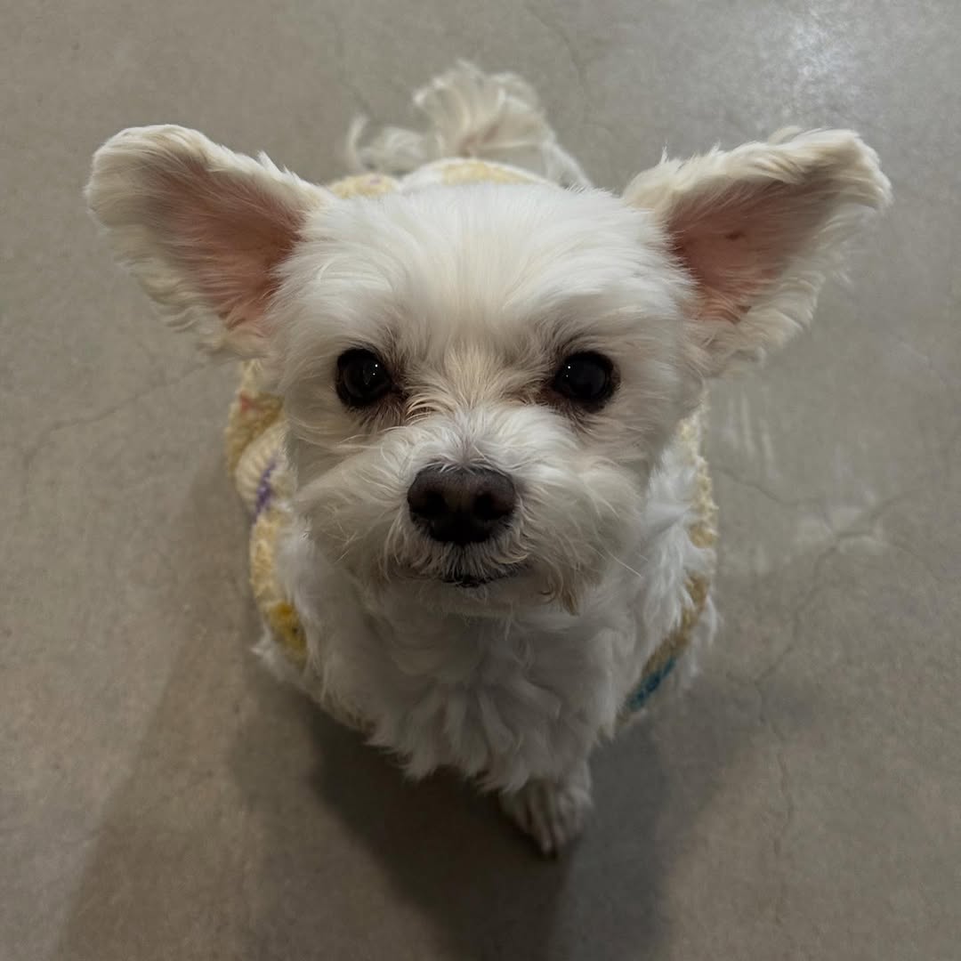 남자-아이돌-그룹이-유기견-보호소에서-7~8세-무렵-입양한-강아지-동댕글-근황-55-이미지