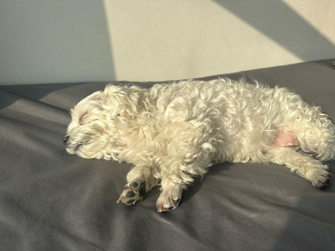 남자-아이돌-그룹이-유기견-보호소에서-7~8세-무렵-입양한-강아지-동댕글-근황-35-이미지