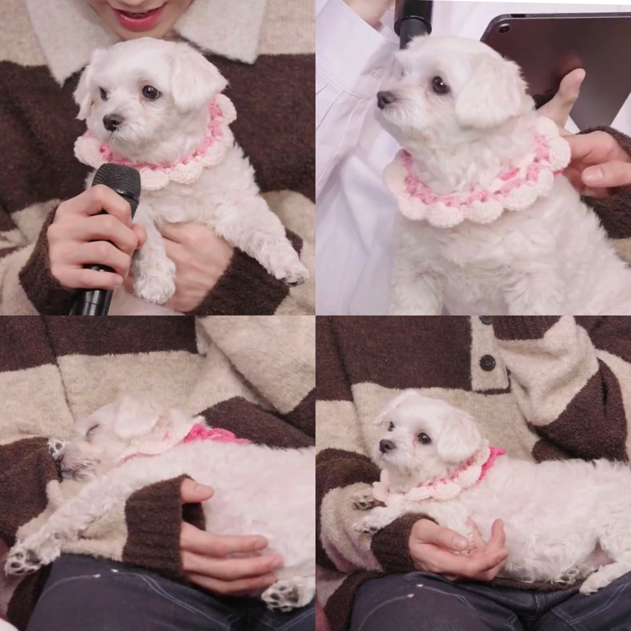 남자-아이돌-그룹이-유기견-보호소에서-7~8세-무렵-입양한-강아지-동댕글-근황-14-이미지