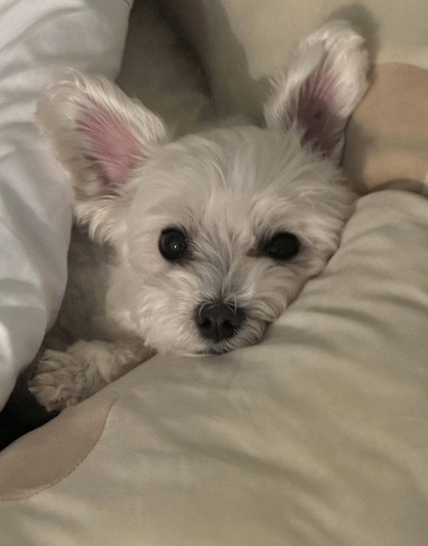 남자-아이돌-그룹이-유기견-보호소에서-7~8세-무렵-입양한-강아지-동댕글-근황-48-이미지