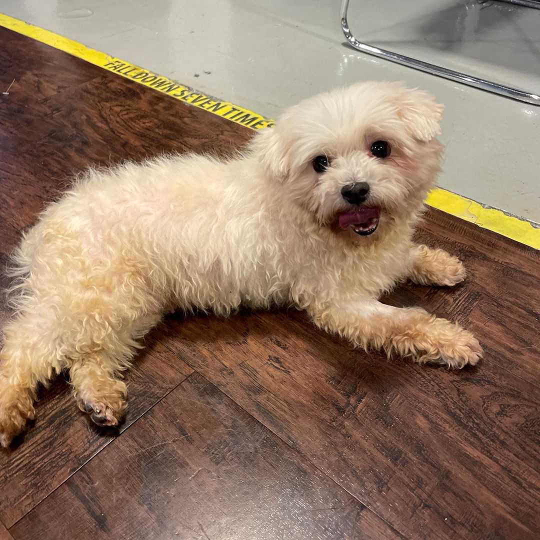 남자-아이돌-그룹이-유기견-보호소에서-7~8세-무렵-입양한-강아지-동댕글-근황-3-이미지