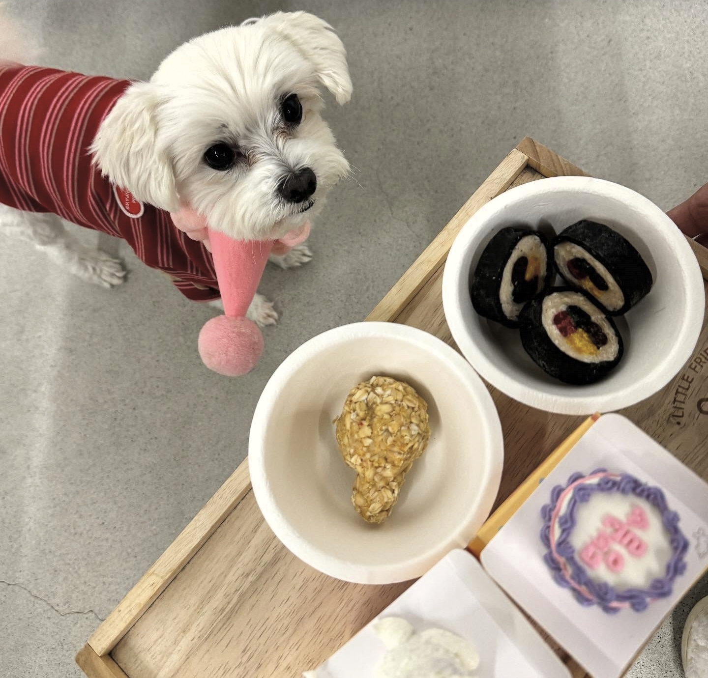 남자-아이돌-그룹이-유기견-보호소에서-7~8세-무렵-입양한-강아지-동댕글-근황-52-이미지