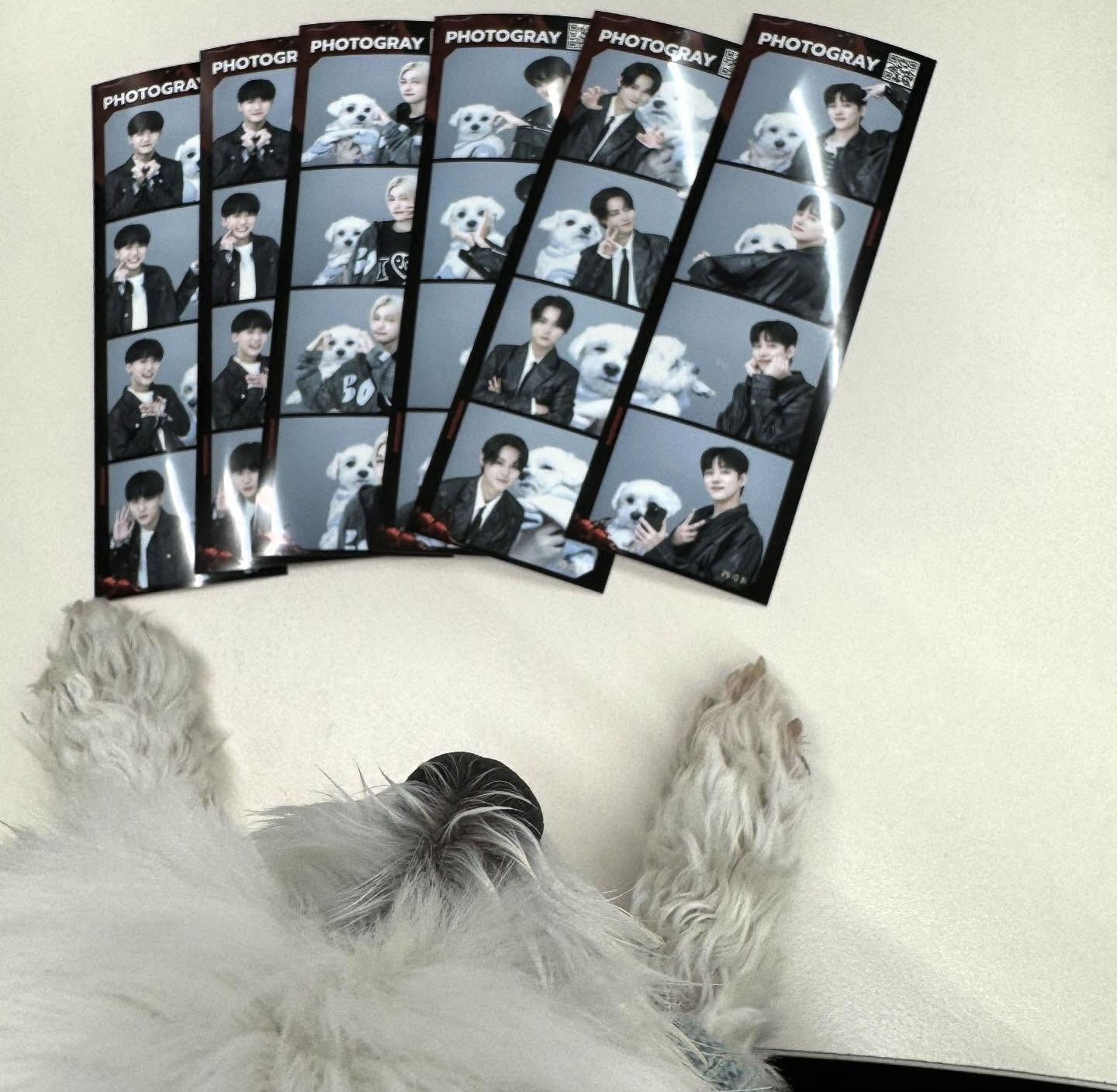 남자-아이돌-그룹이-유기견-보호소에서-7~8세-무렵-입양한-강아지-동댕글-근황-49-이미지