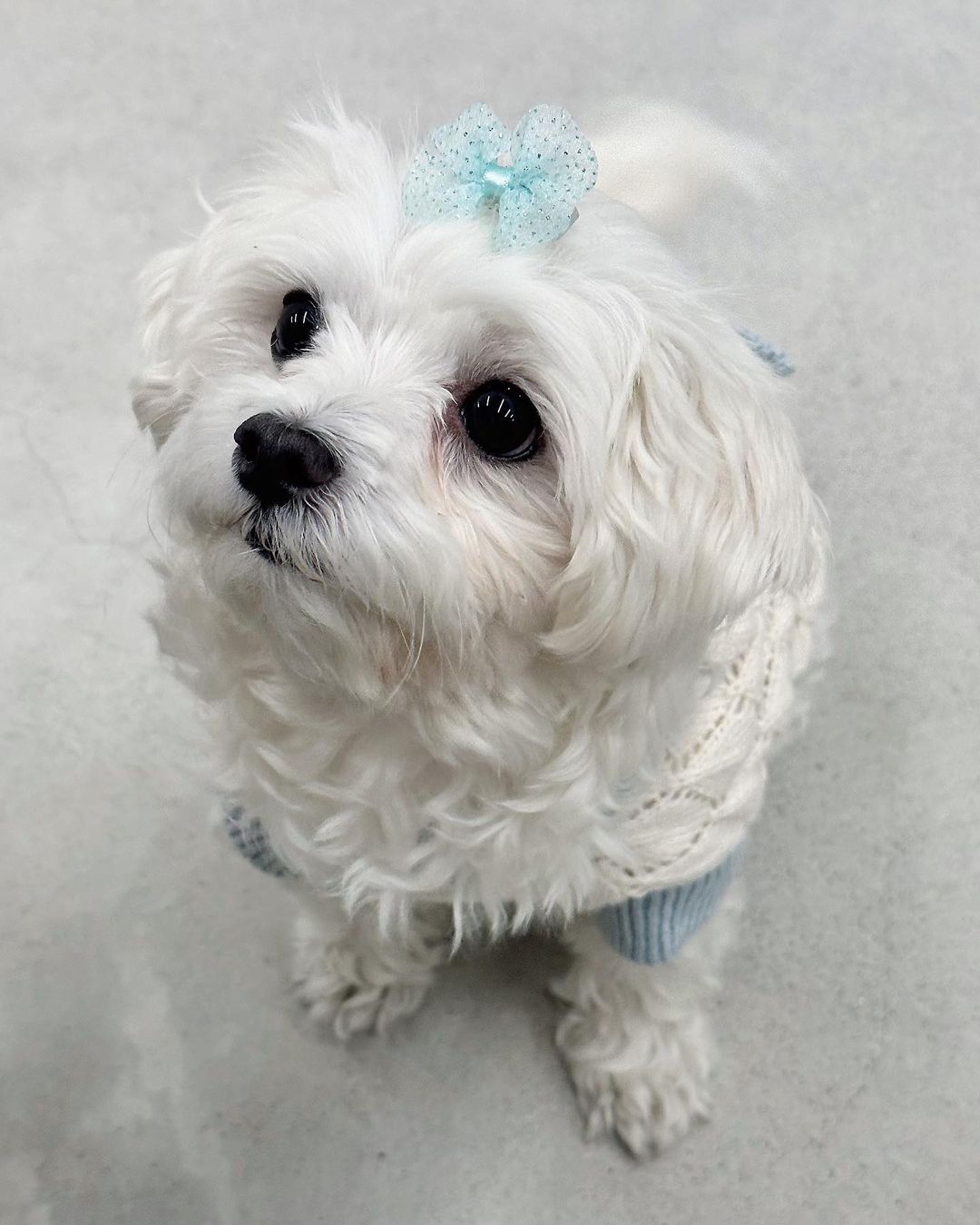 남자-아이돌-그룹이-유기견-보호소에서-7~8세-무렵-입양한-강아지-동댕글-근황-28-이미지