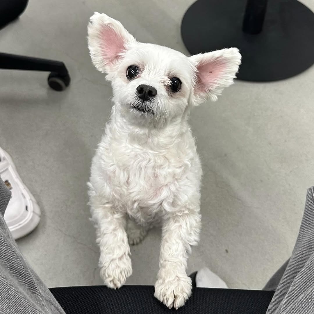 남자-아이돌-그룹이-유기견-보호소에서-7~8세-무렵-입양한-강아지-동댕글-근황-60-이미지