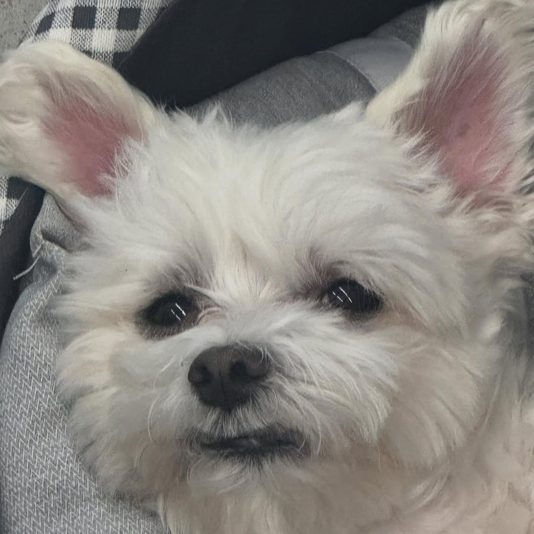 남자-아이돌-그룹이-유기견-보호소에서-7~8세-무렵-입양한-강아지-동댕글-근황-61-이미지