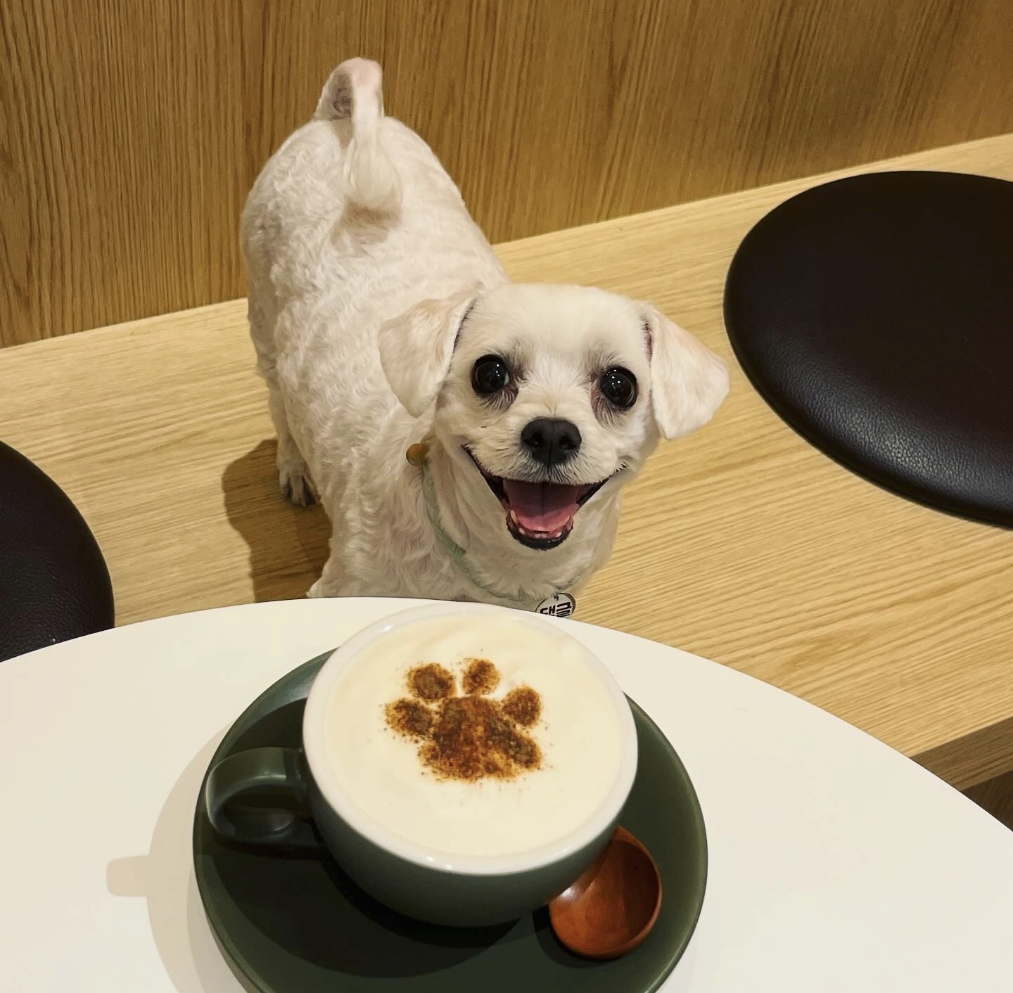 남자-아이돌-그룹이-유기견-보호소에서-7~8세-무렵-입양한-강아지-동댕글-근황-43-이미지