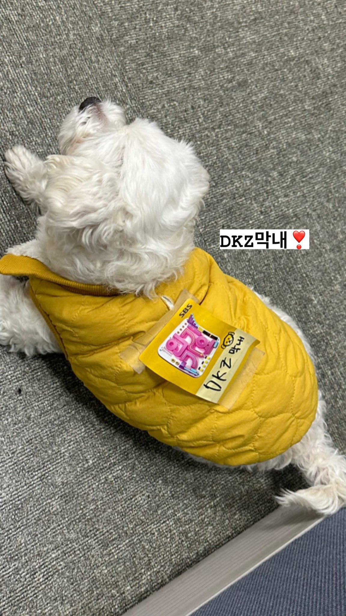 남자-아이돌-그룹이-유기견-보호소에서-7~8세-무렵-입양한-강아지-동댕글-근황-20-이미지