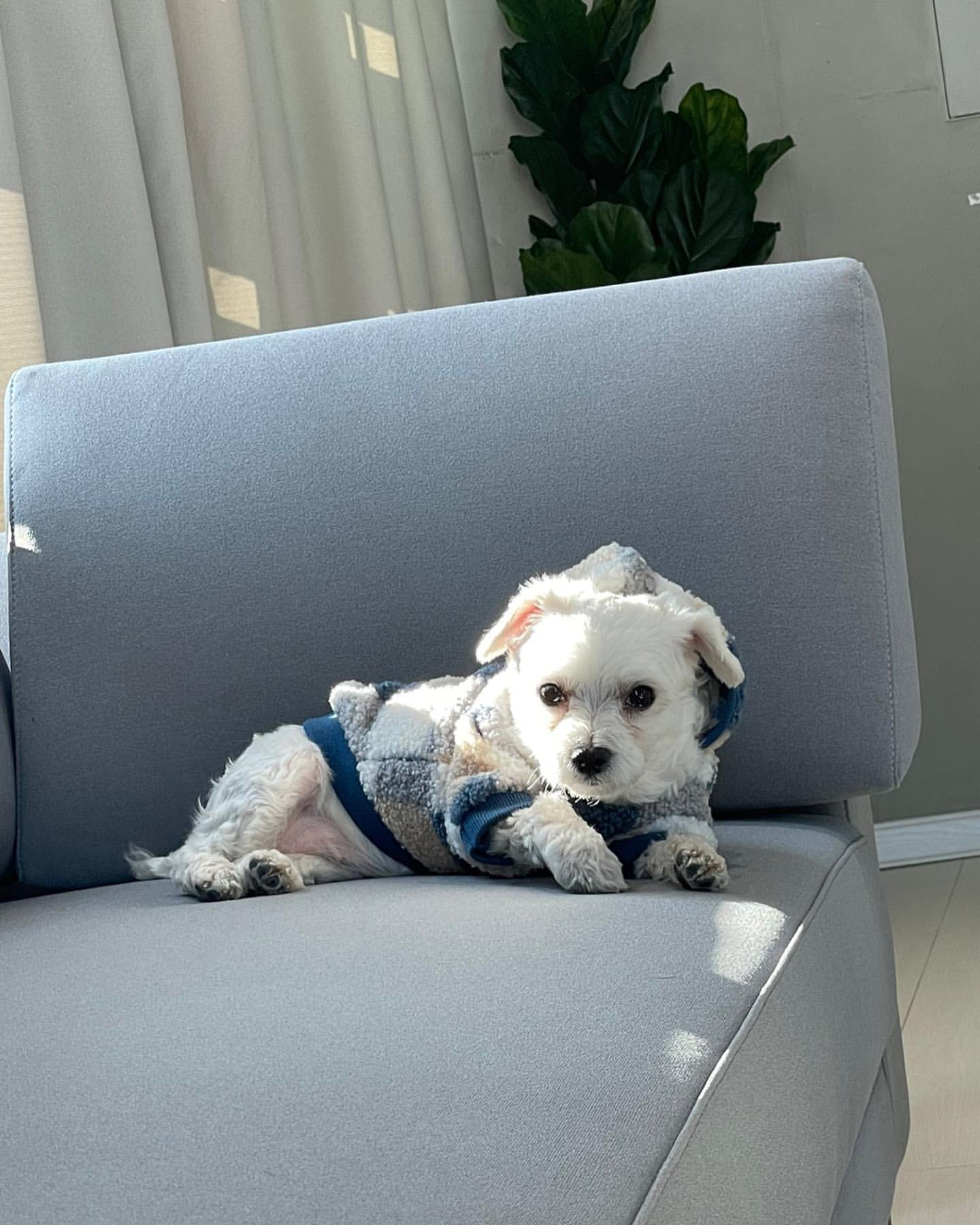 남자-아이돌-그룹이-유기견-보호소에서-7~8세-무렵-입양한-강아지-동댕글-근황-7-이미지