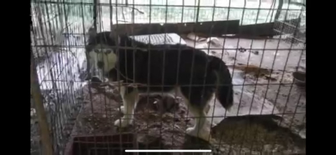 보행장애-대형견과의-마지막-1년-11-이미지