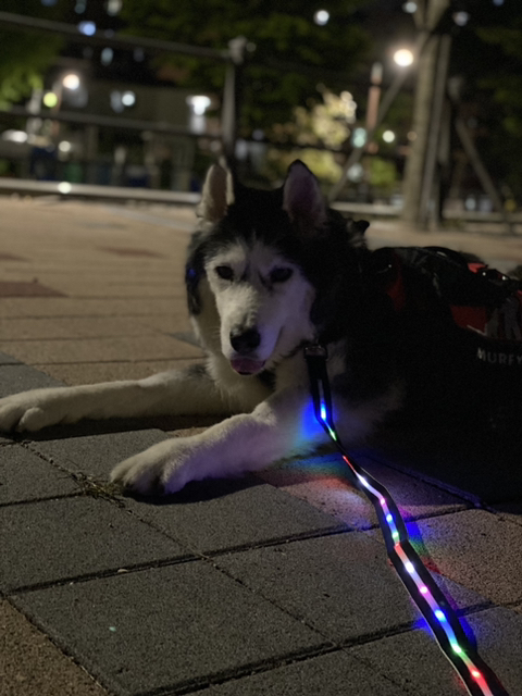 보행장애-대형견과의-마지막-1년-87-이미지