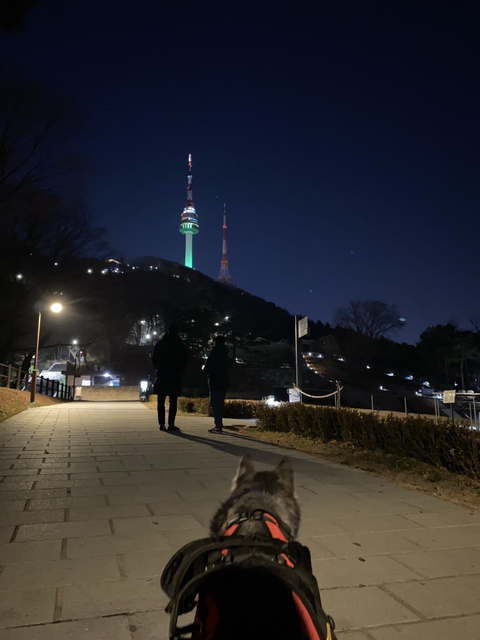 보행장애-대형견과의-마지막-1년-75-이미지